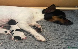 Jack Russell dogs for sale: Jack Russell Puppies - Image 14