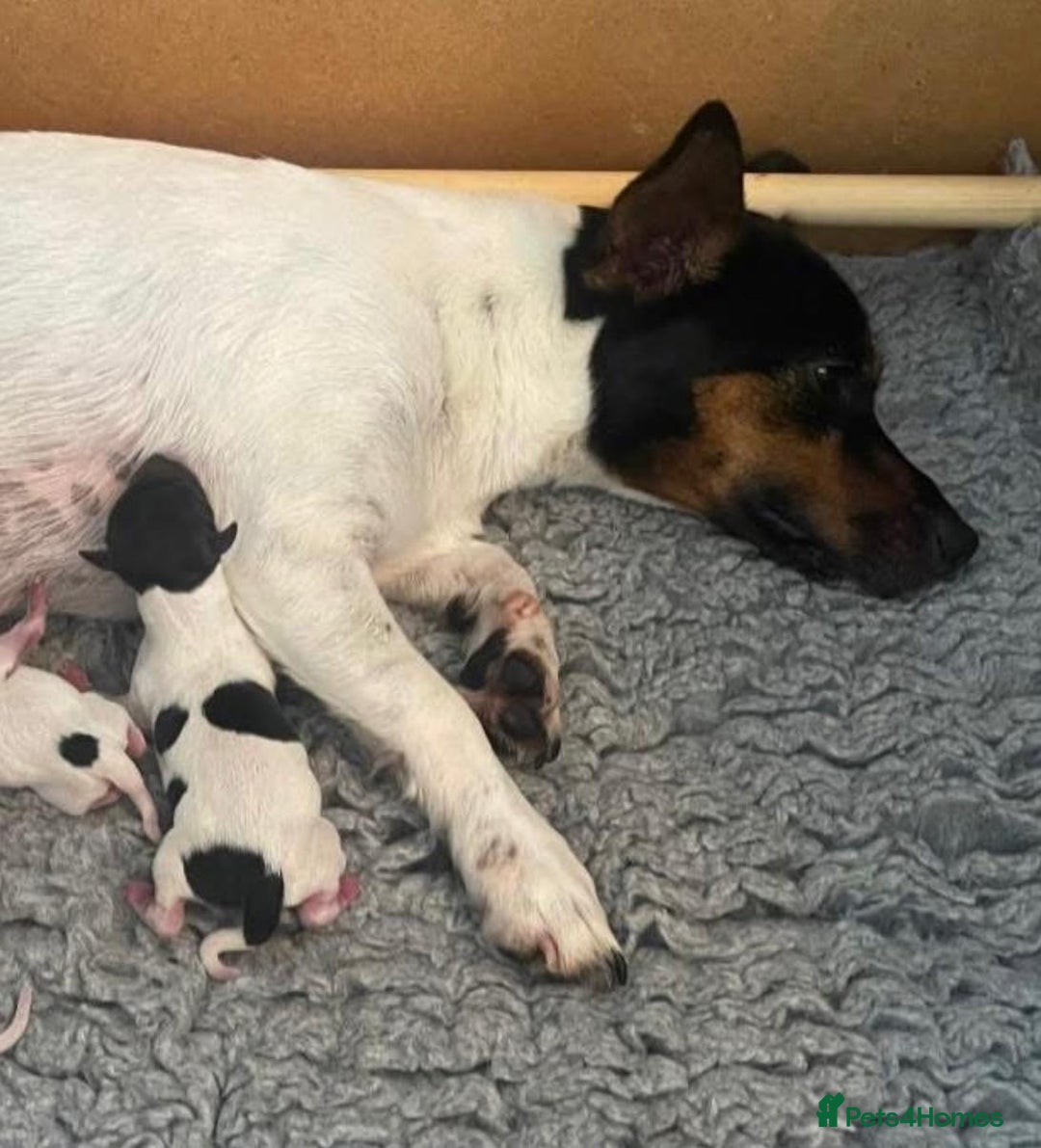 Jack Russell dogs for sale: Jack Russell Puppies - Image 14