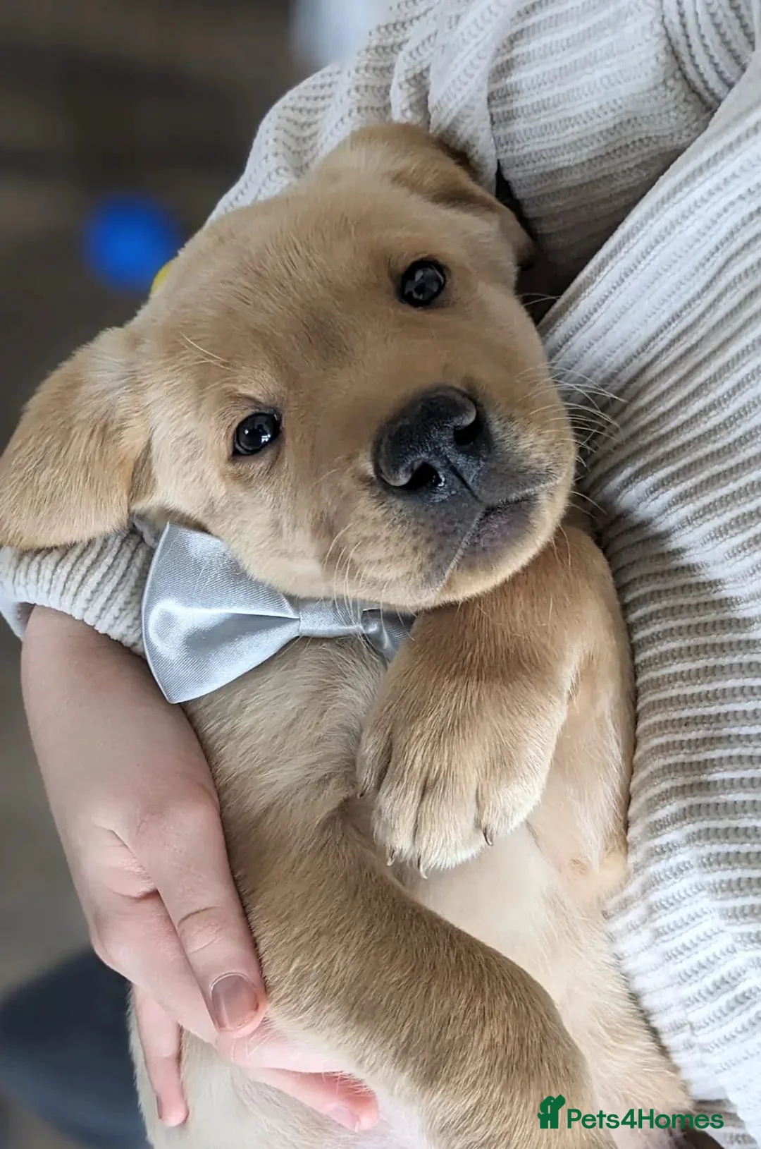 Labrador Retriever dogs for sale: Labrador puppys - Advert 7