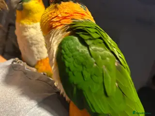 Mixed Breed birds Parrots pais for sale - Advert 3