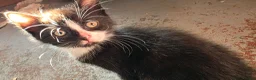 Mixed Breed cats for sale: Adorable Kittens Ready for their forever Homes - Advert 27