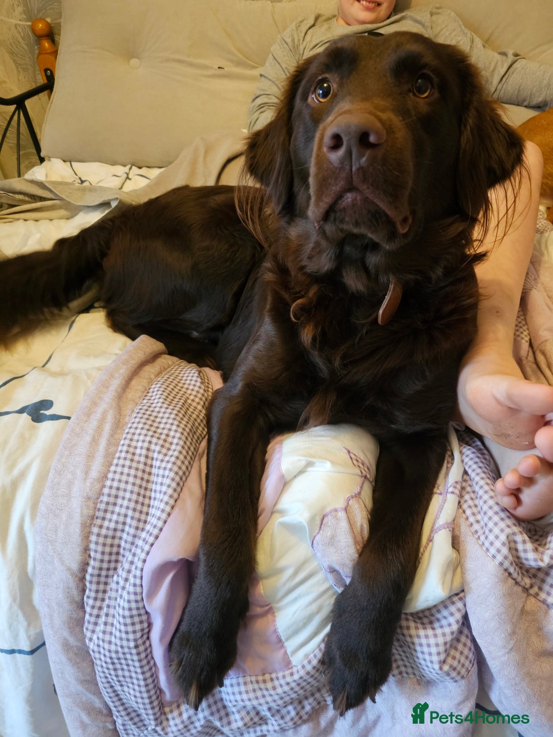 Mixed Breed dogs for sale: Rehoming of Two Dogs-Labrador Retriever and rescue - Image 2