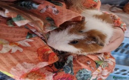 Guinea Pig rodents for sale: Male guinea pigs - Image 3