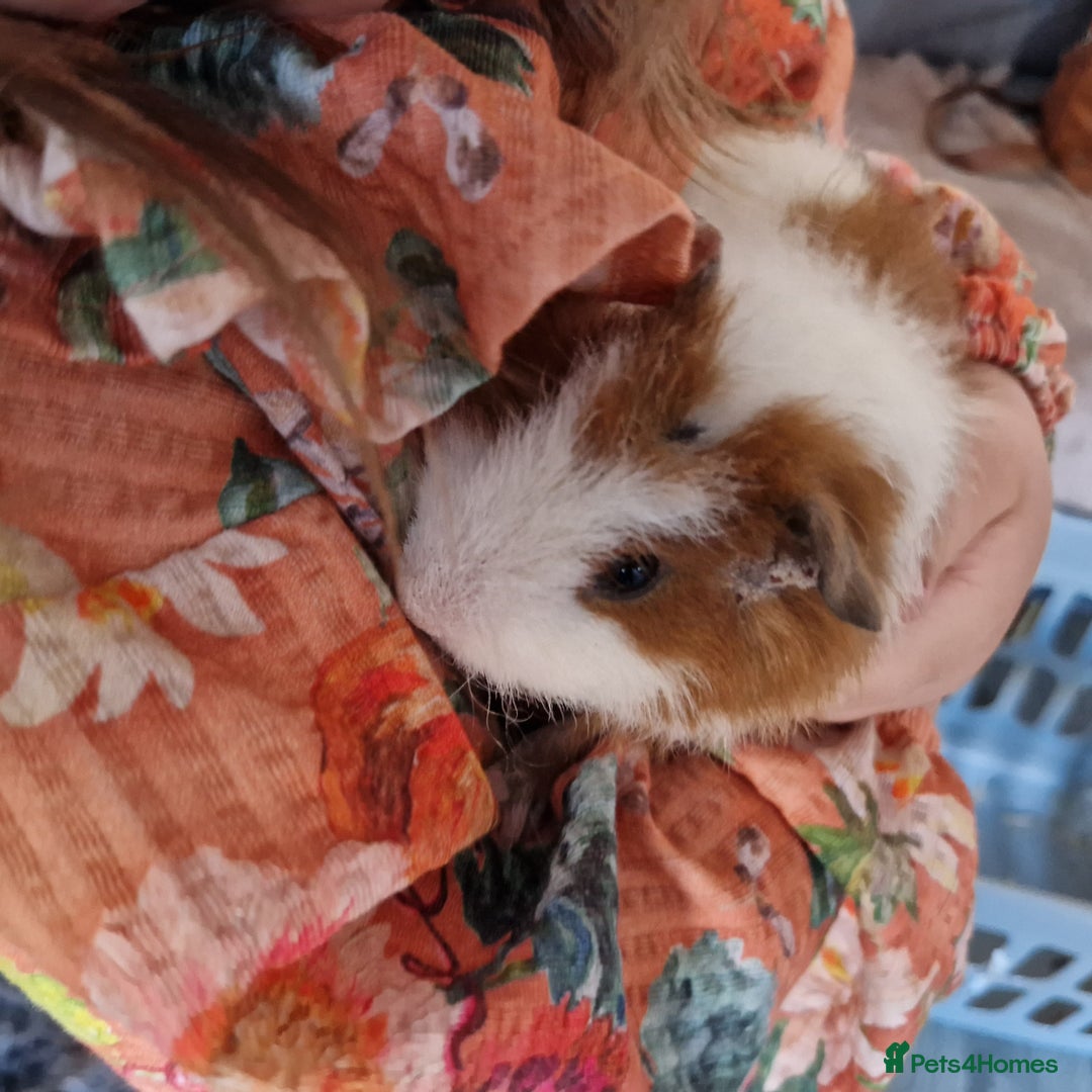 Guinea Pig rodents for sale: Male guinea pigs - Image 3