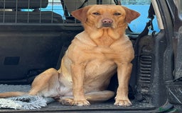 Labrador Retriever dogs for sale: KC Registered Labrador Puppies - Image 2