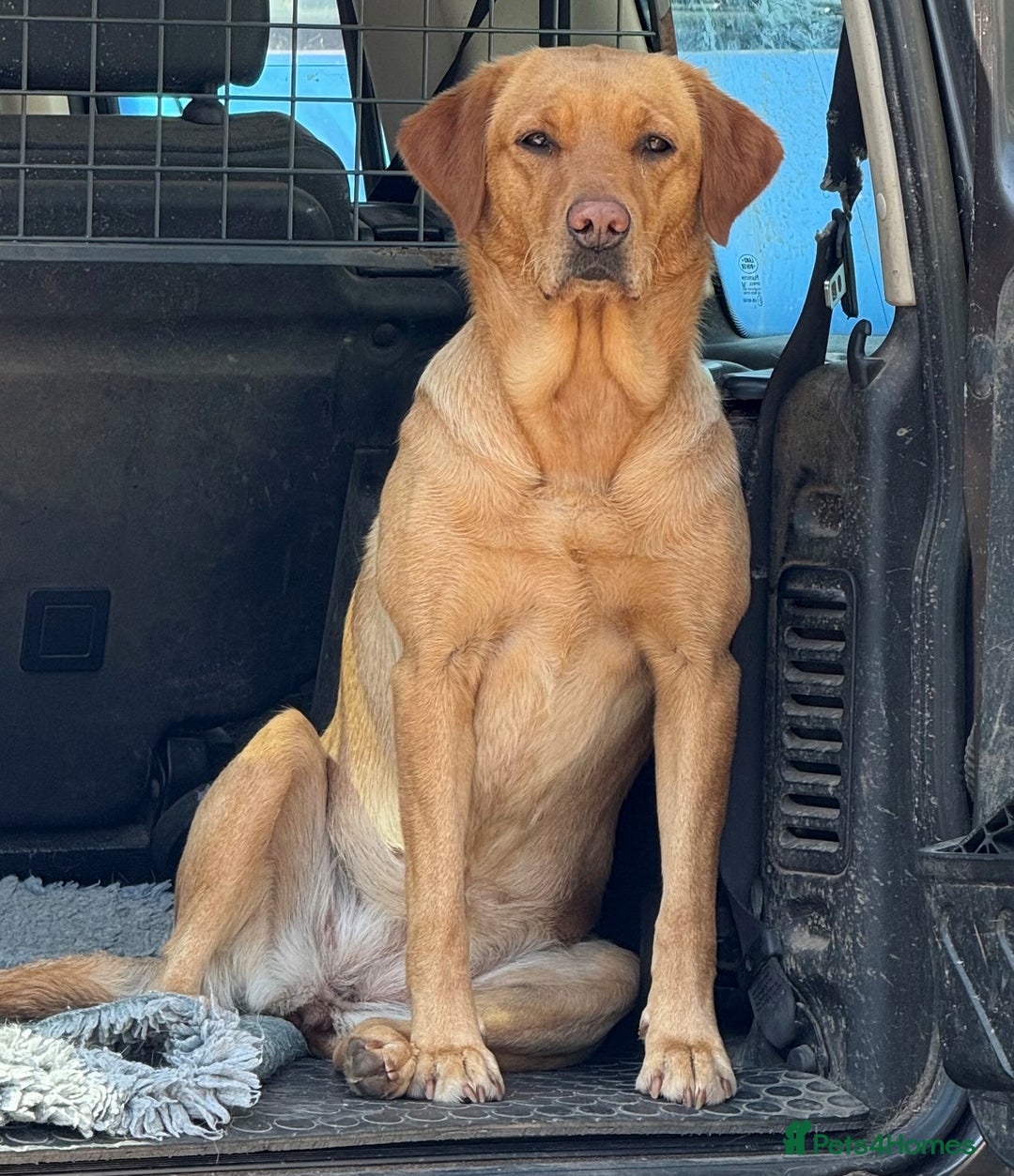 Labrador Retriever dogs for sale: KC Registered Labrador Puppies - Image 2