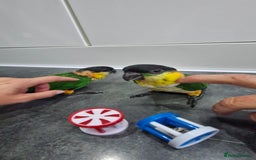 Parrots birds for sale: Hand reared Baby Black Headed Caiques  - Image 5