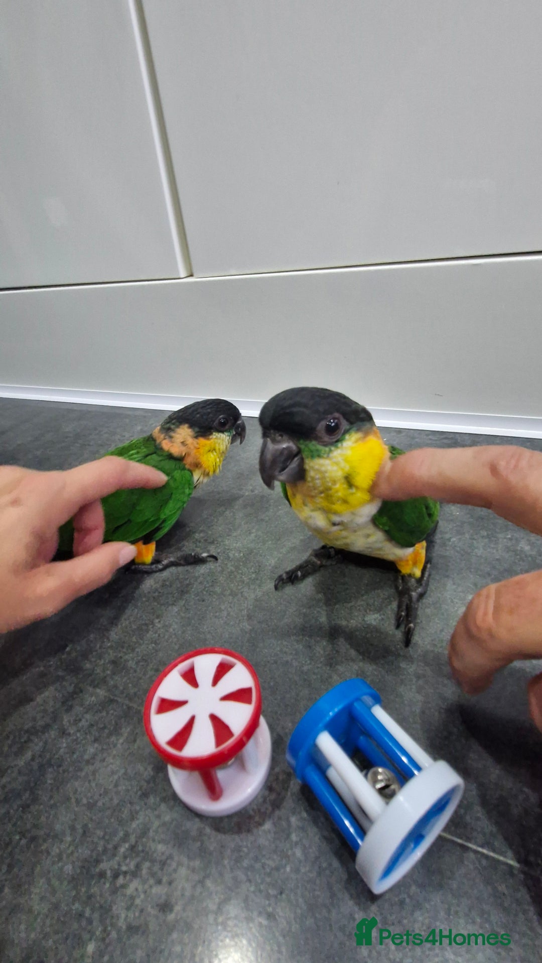 Parrots birds for sale: Hand reared Baby Black Headed Caiques  - Image 5