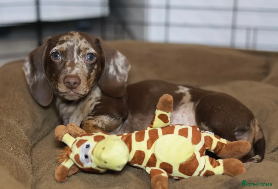 Miniature Dachshund dogs for sale: KC reg miniature dachshund only 1 boy left  - Advert 2