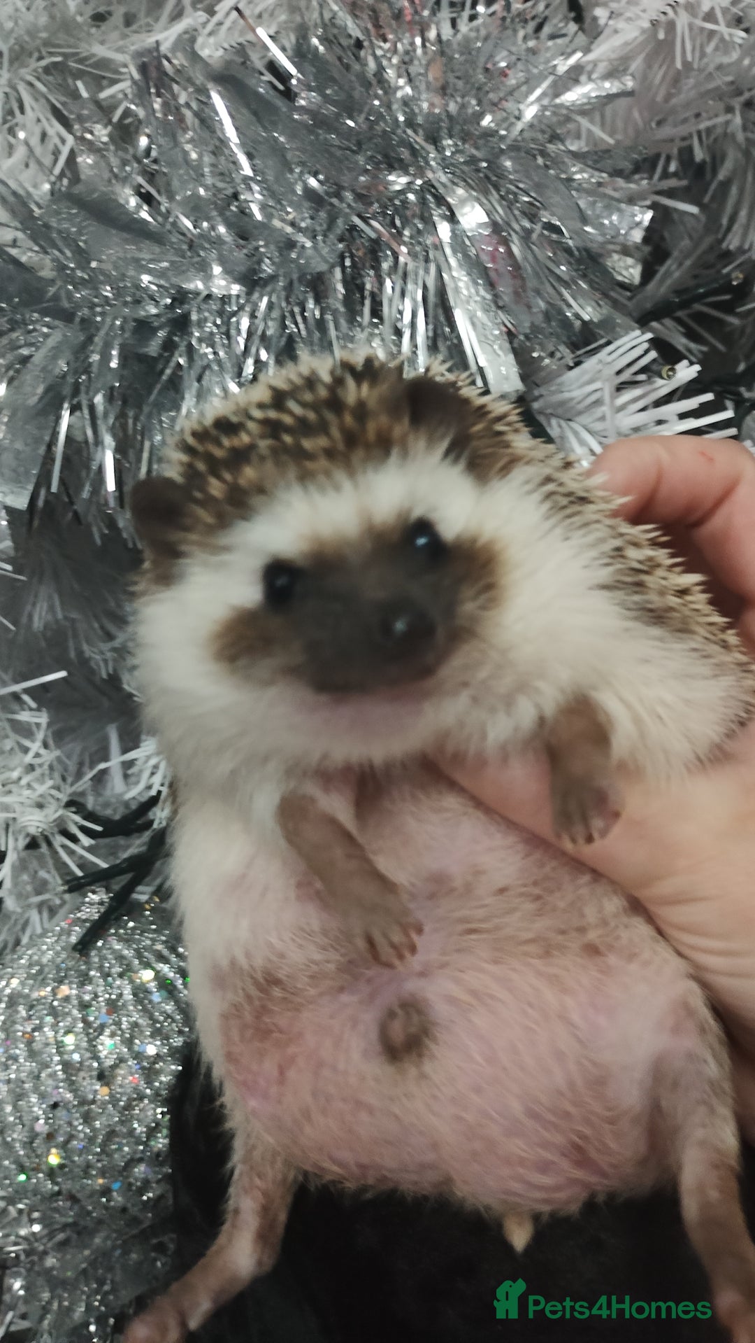 Pygmy Hedgehog rodents for sale: Chubby male hedgehog silly tame  - Advert 1