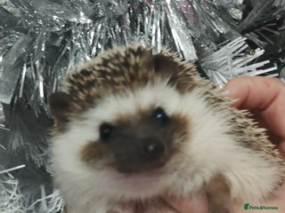 Pygmy Hedgehog rodents Chubby male hedgehog silly tame - Advert 2