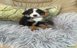 Bernese Mountain Dog dogs for sale: Beutiful boys and girl - Image 4