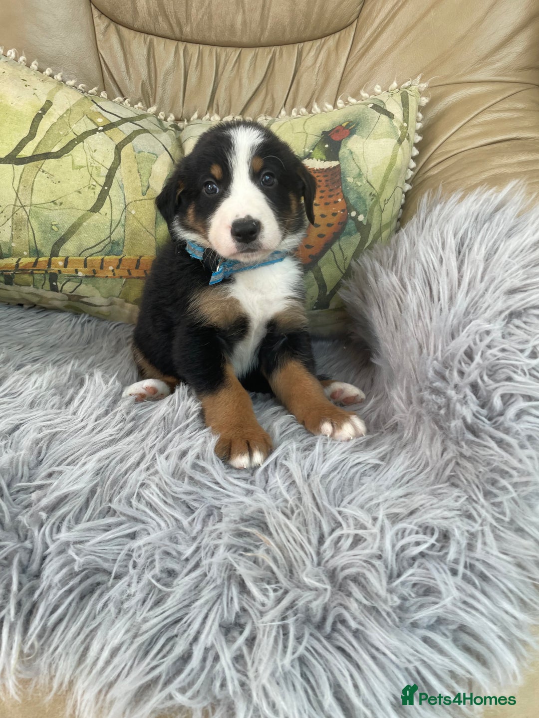 Bernese Mountain Dog dogs for sale: Beutiful boys and girl - Image 4