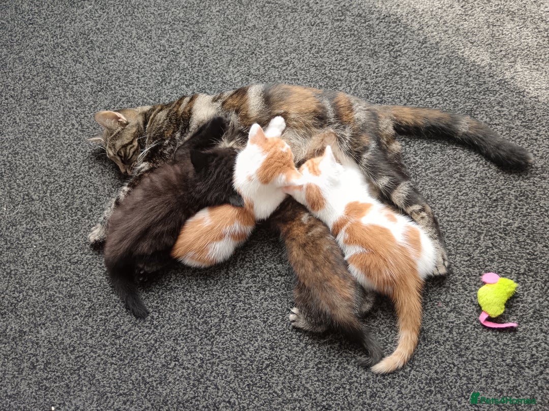 Mixed Breed cats for sale: 3 Gorgeous Kittens - Image 3