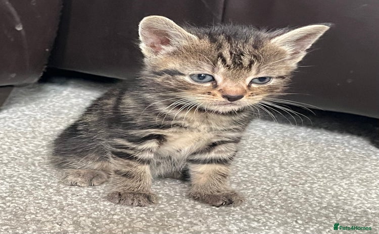 Mixed Breed cats - Advert 19