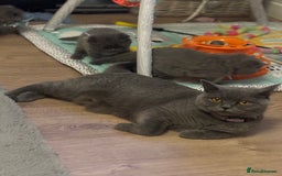 British Shorthair cats for sale: ✨Beautiful British Shorthair Kittens ✨ - Image 15