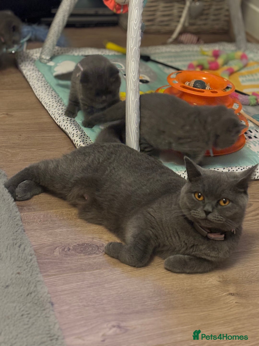 British Shorthair cats for sale: ✨Beautiful British Shorthair Kittens ✨ - Image 15