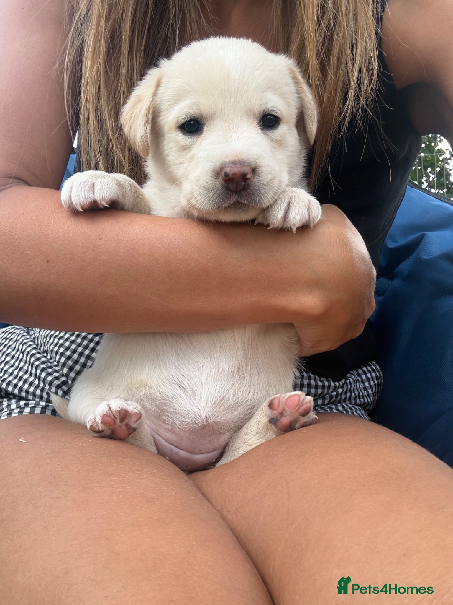 Borador dogs Stunning Lab x Collie, cream, black & chocolate! - Advert 1