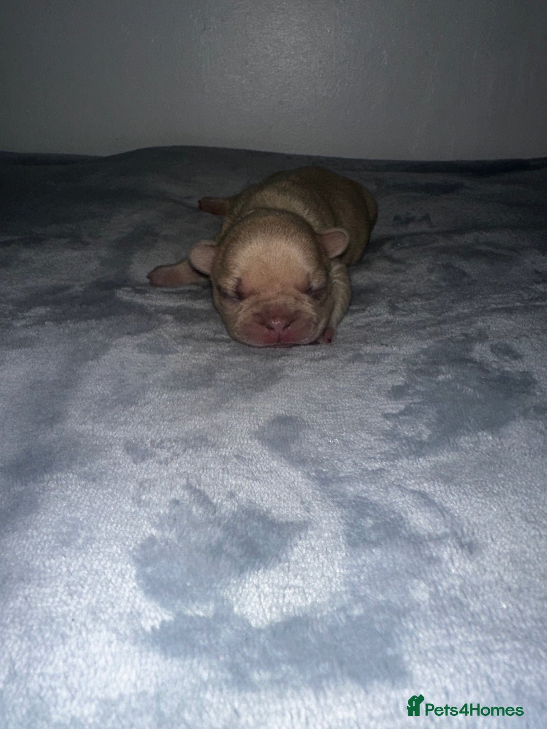 French Bulldog dogs for sale: DWKC French bulldog puppies - Advert 11
