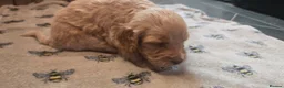 Cockapoo dogs for sale: Cockapoo Puppies  - Advert 2