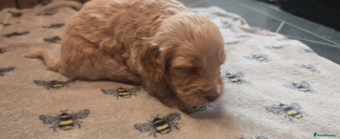 Cockapoo dogs for sale: Cockapoo Puppies  - Advert 2
