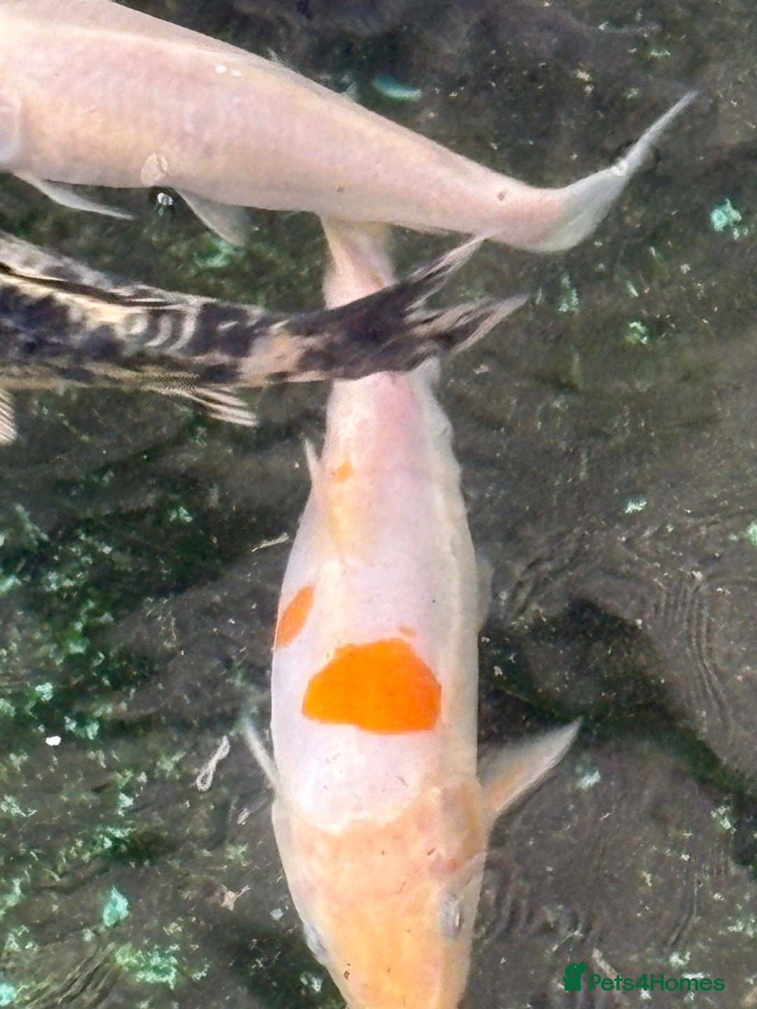 Koi Carp fish for sale: UK koi carp  - Image 32