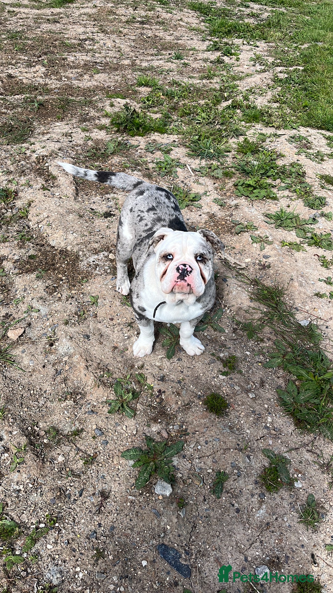 Dorset Olde Tyme Bulldogge dogs for sale: 11 month Old Tyne BullDog  - Image 9