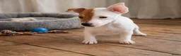 Jack Russell dogs for sale: READY TO GO!🤎🐶 Adorable Jack Russell Puppies✨ - Advert 11
