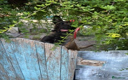 Belgian Shepherd Dog dogs for sale: Maxine  - Image 2