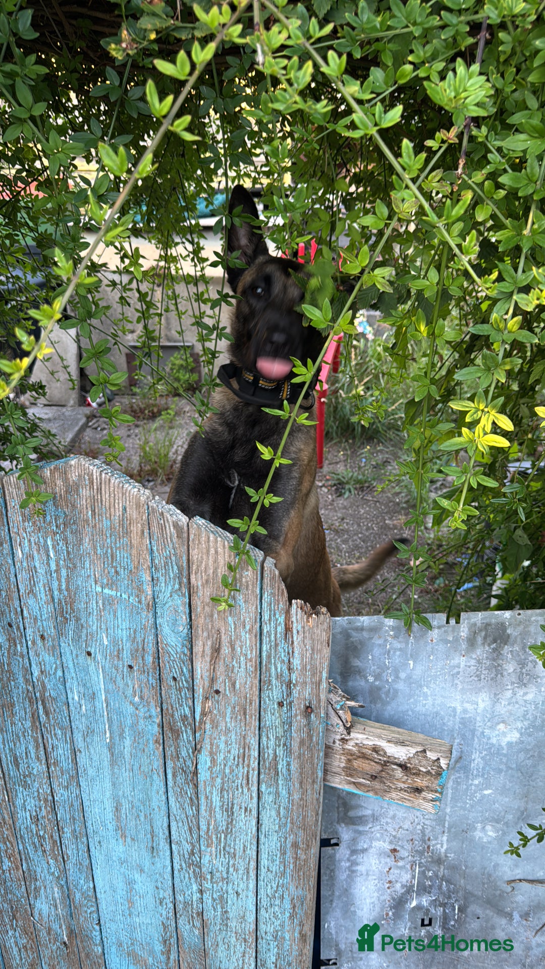 Belgian Shepherd Dog dogs for sale: Maxine  - Image 2