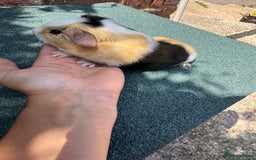 Guinea Pig rodents for sale: Guinea Pigs  - Image 6