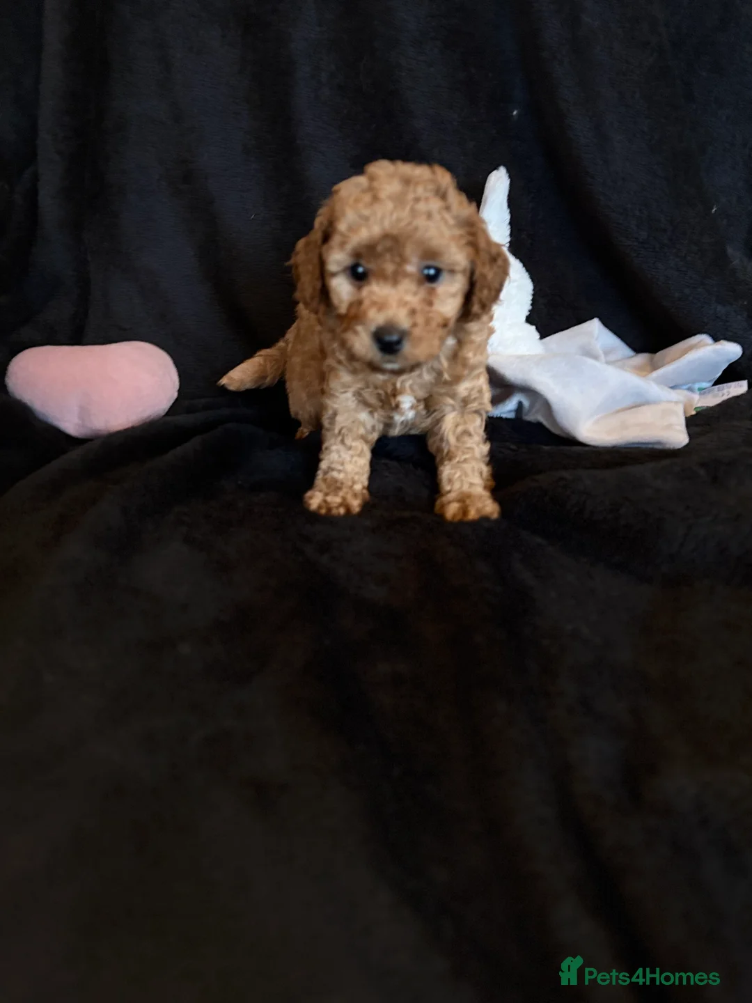 Cavapoochon dogs for sale: Gorgeous Therapy puppies  - Advert 12