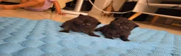 Scottish Fold cats for sale: Scottish fold kittens  in Manchester - Advert 12
