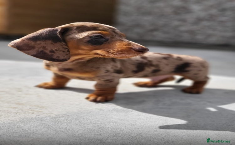 Miniature Dachshund dogs - Advert 2