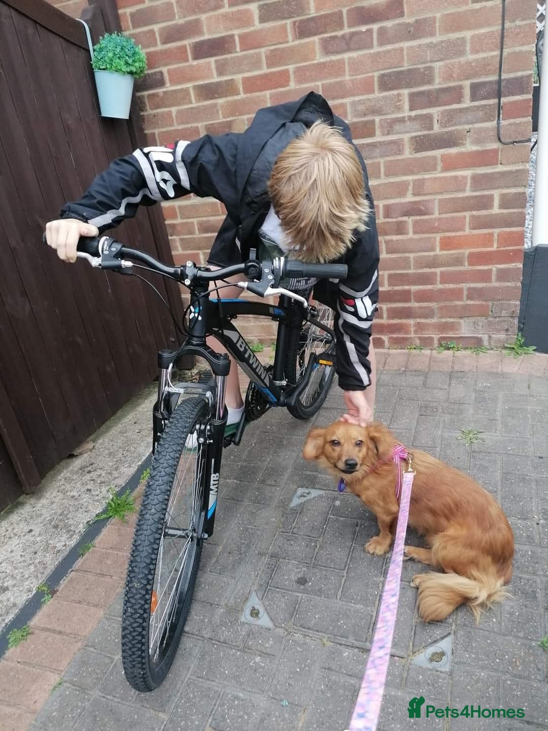 Mixed Breed dogs for adoption: 💖🐶 SANDY 🐶💖 - Image 7