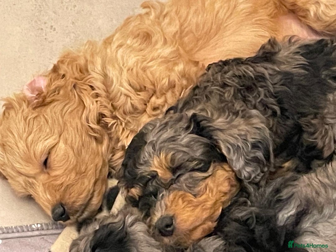 Cavapoochon dogs for sale: 6 cavapooschon puppies ready to go 18th January  - Advert 4