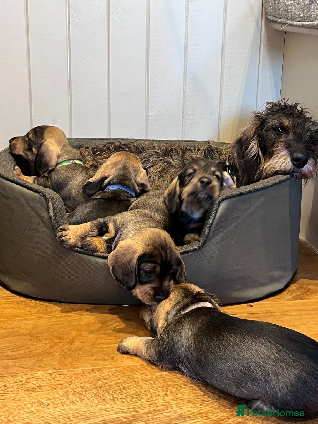 Dachshund dogs for sale: Standard Wire Haired Dachshund puppies - Advert 1