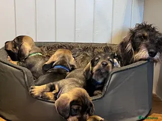 Dachshund dogs Standard Wire Haired Dachshund puppies - Advert 18