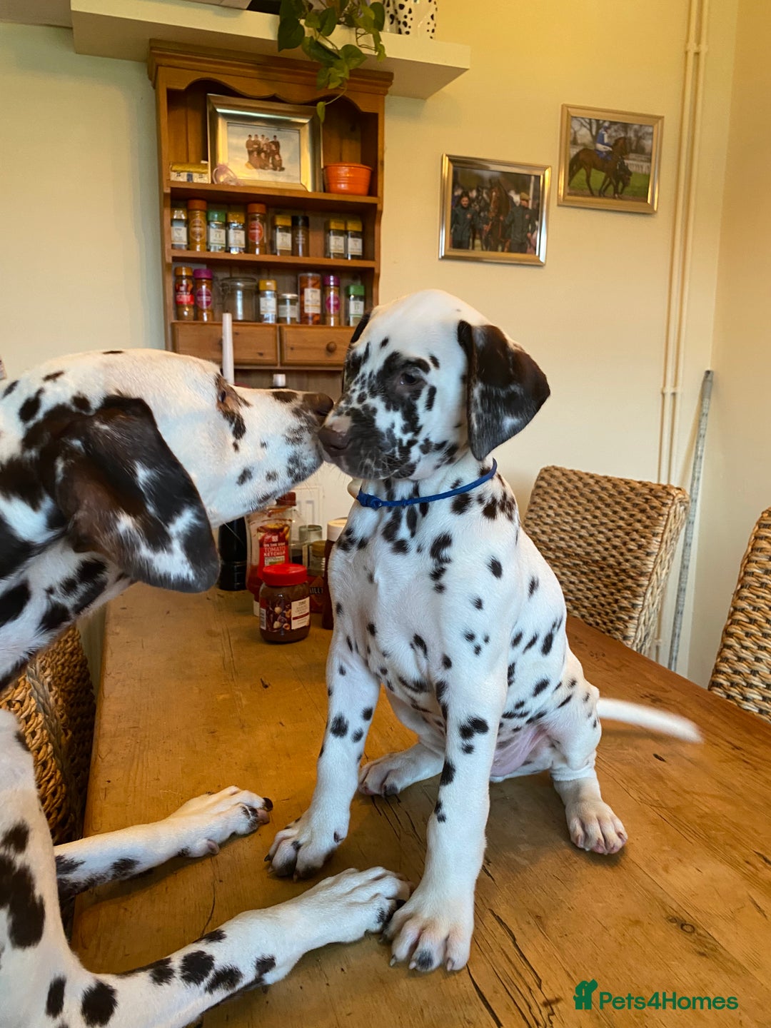 Dalmatian dogs for sale: Absolutely stunning liver puppy  - Image 1