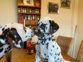 Dalmatian dogs - Advert 5