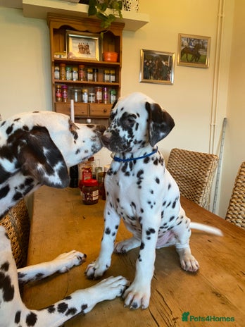 Dalmatian dogs - Advert 3