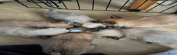 Pomchi dogs for sale: Pomchi Puppies - Advert 14