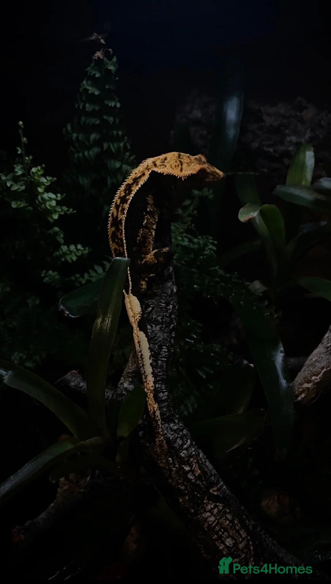 Gecko reptiles for sale: 5 stunning crested geckos from 3 months old - Advert 2