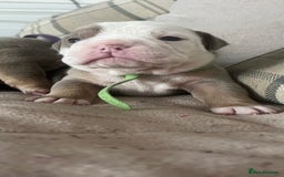 Olde English Bulldogge dogs for sale: Old English bulldog puppies - Image 11