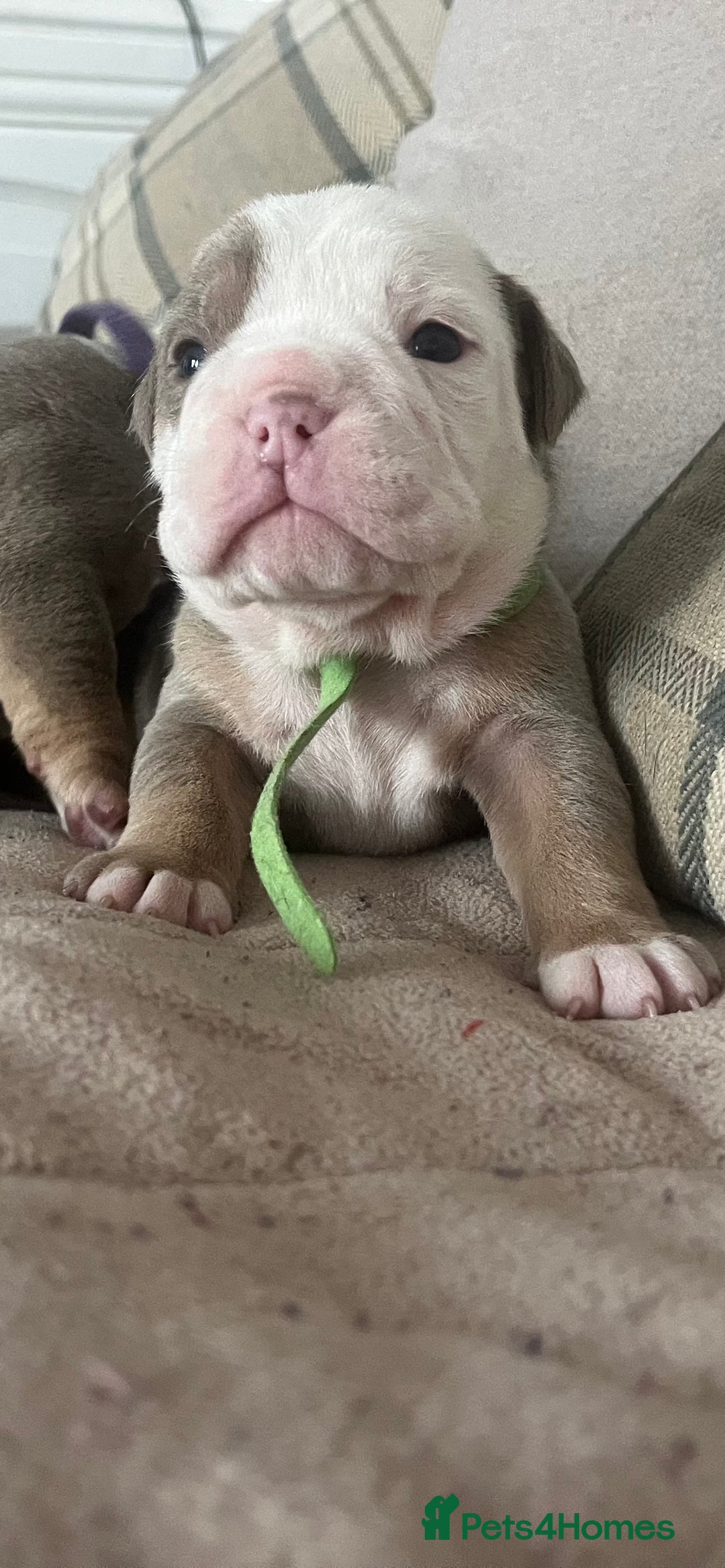 Olde English Bulldogge dogs for sale: Old English bulldog puppies - Image 11