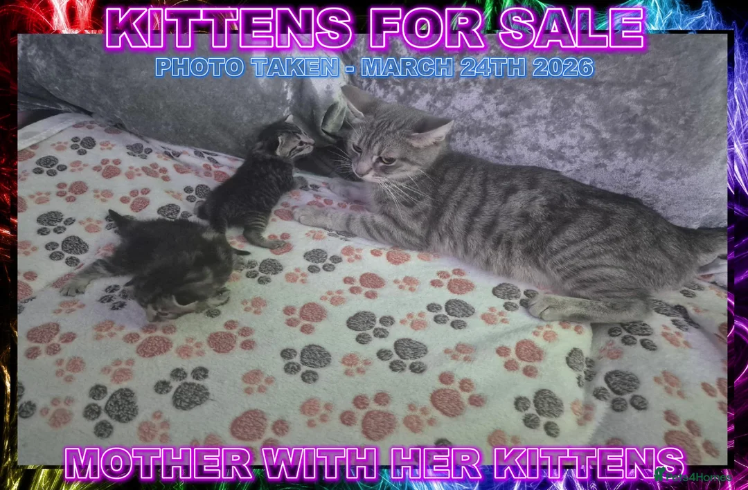 Mixed Breed cats for sale: Silver Bengal X Tabby Kittens For Sale - Advert 1