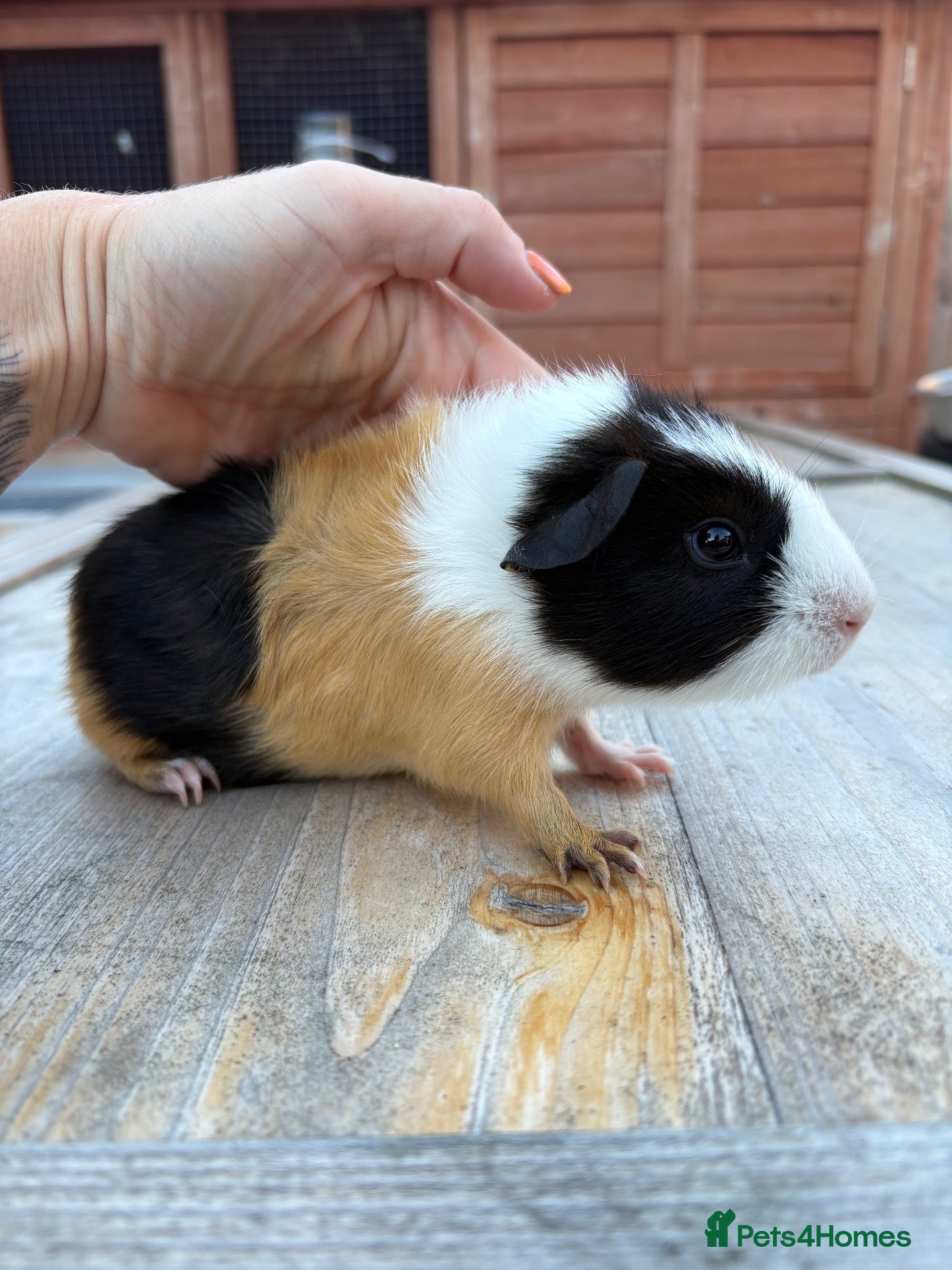 Guinea Pig rodents Baby guinea pigs, girls and boys - Advert 14