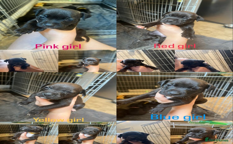 Mixed Breed dogs - Advert 2