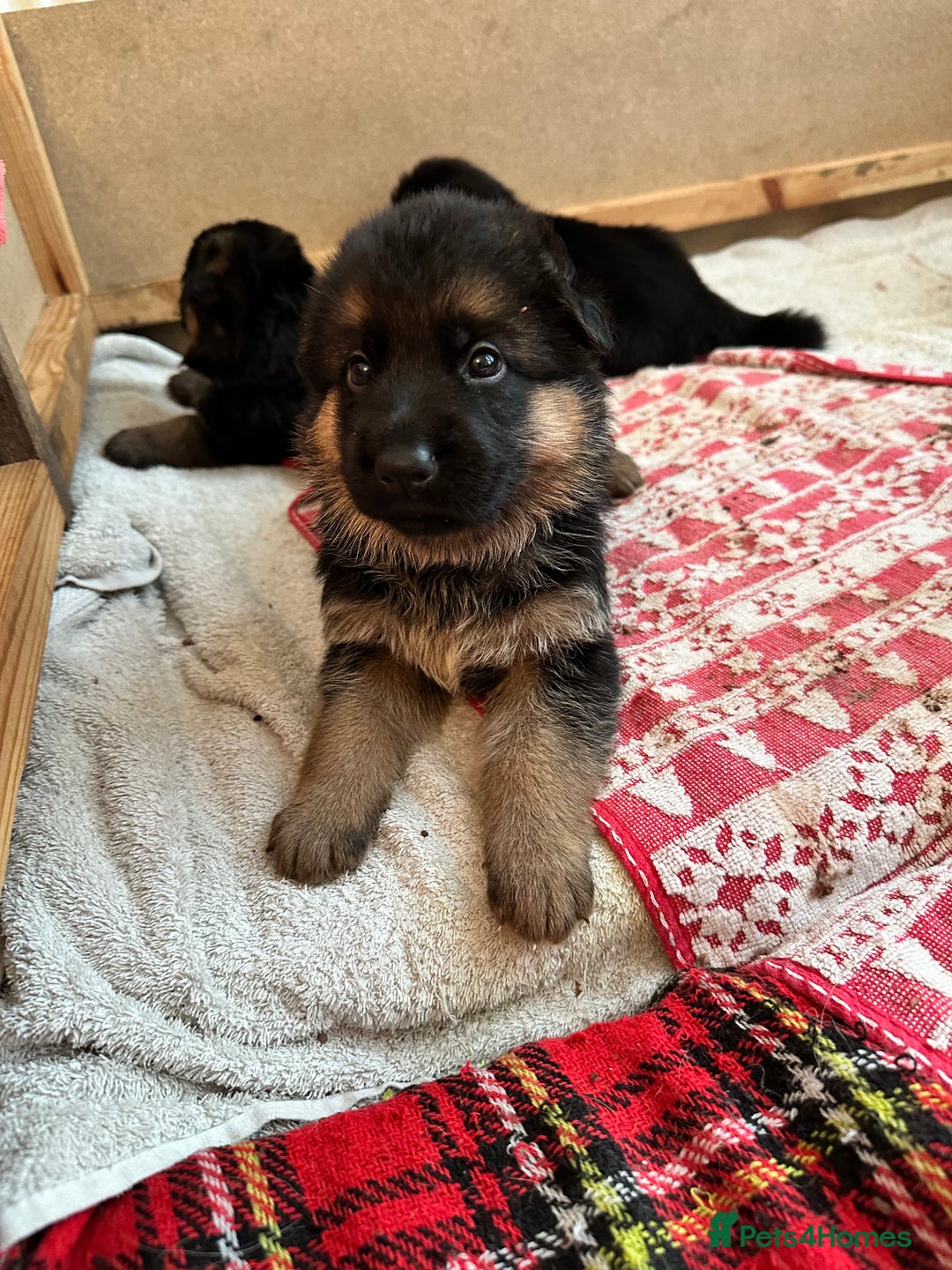 German Shepherd dogs for sale: KC show line German Shepherd puppies - Image 17
