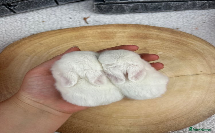 Mini Lop rabbits - Advert 16